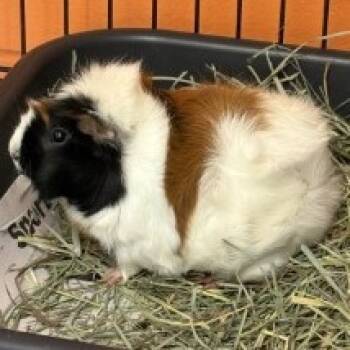 Rescue Guinea Pig Guinea Pigs for Adoption in Brockton, Massachusetts - Shmoe | PetCurious